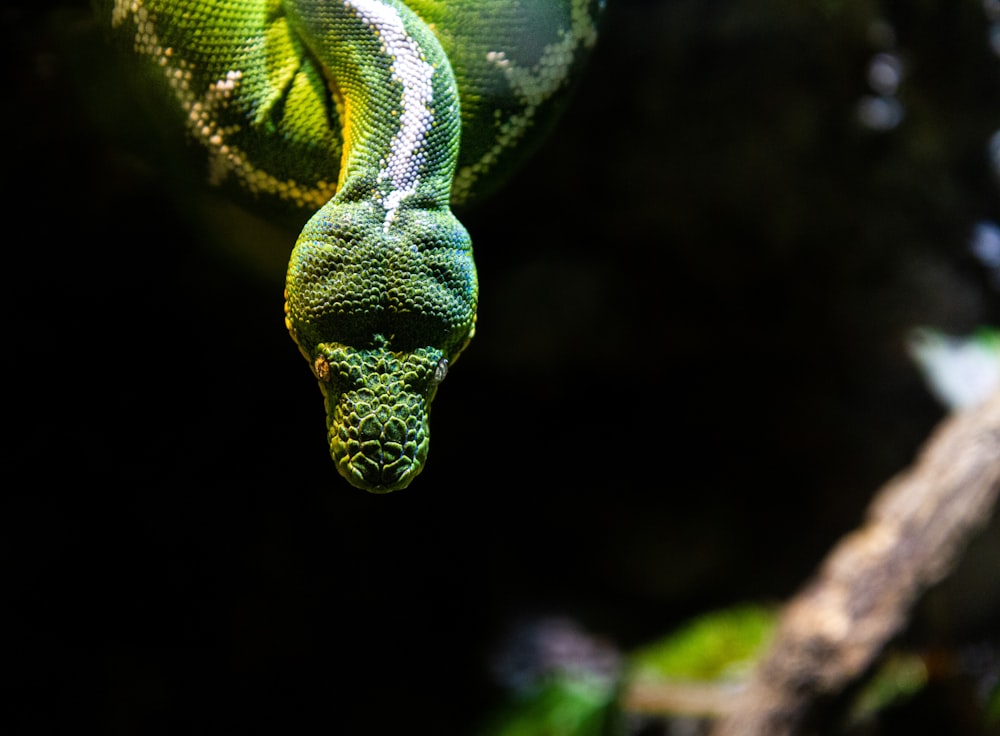 a green snake hanging from a tree branch