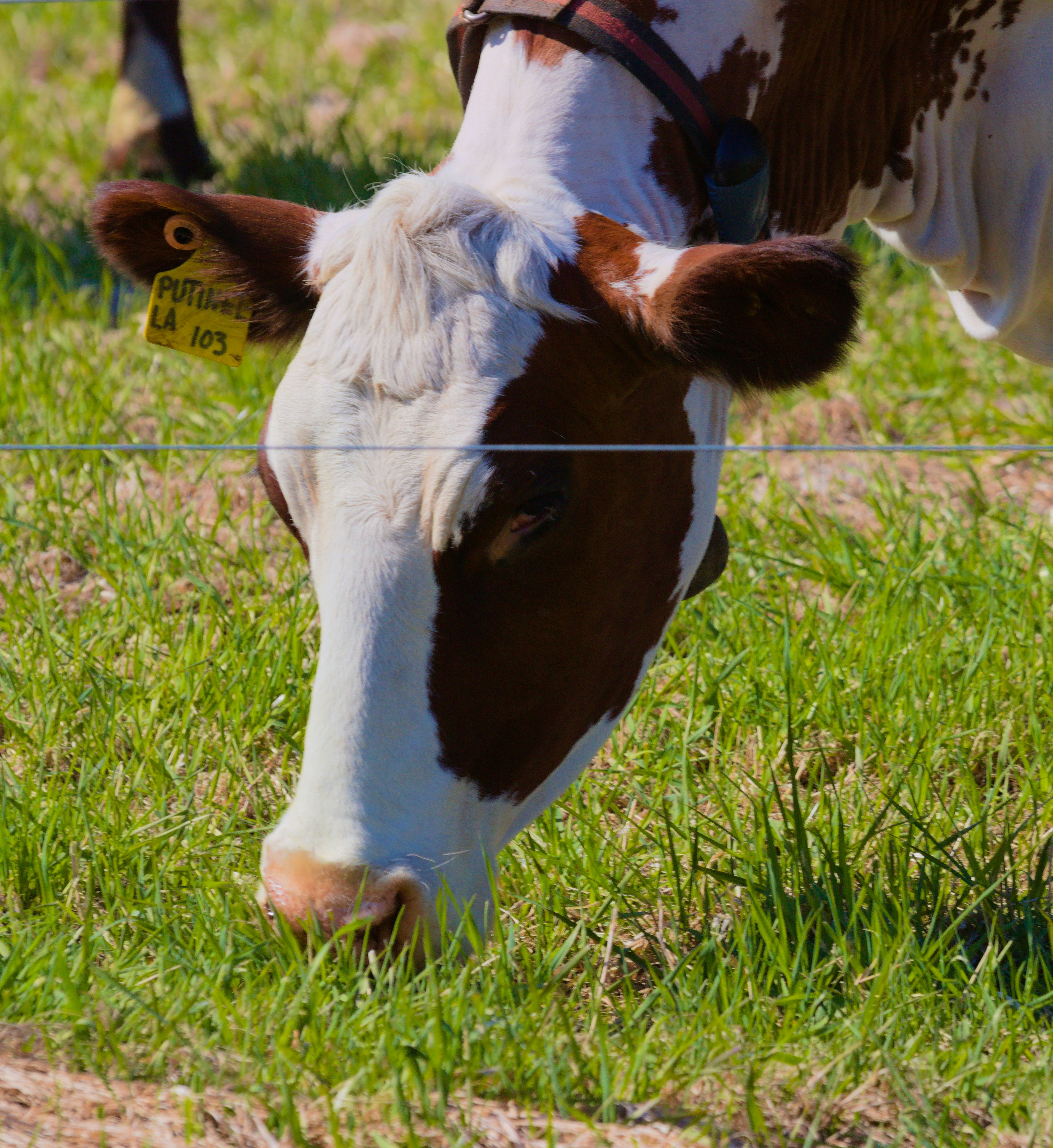 a brown and white cow standing on top of a lush green field