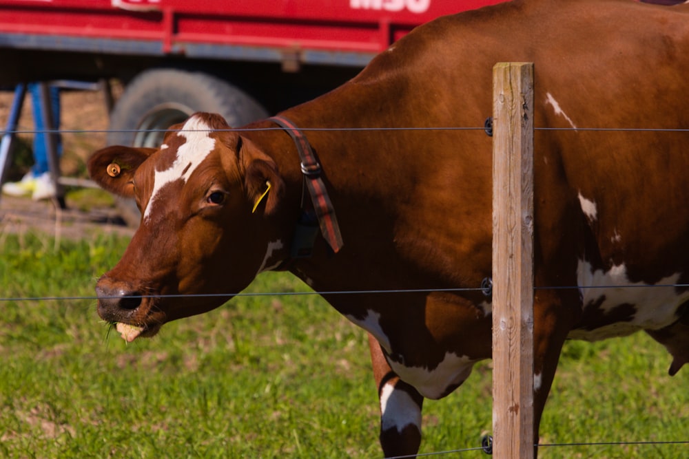 a brown and white cow standing next to a fence