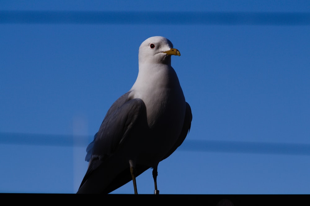 a seagull sitting on top of a roof with a blue sky in the