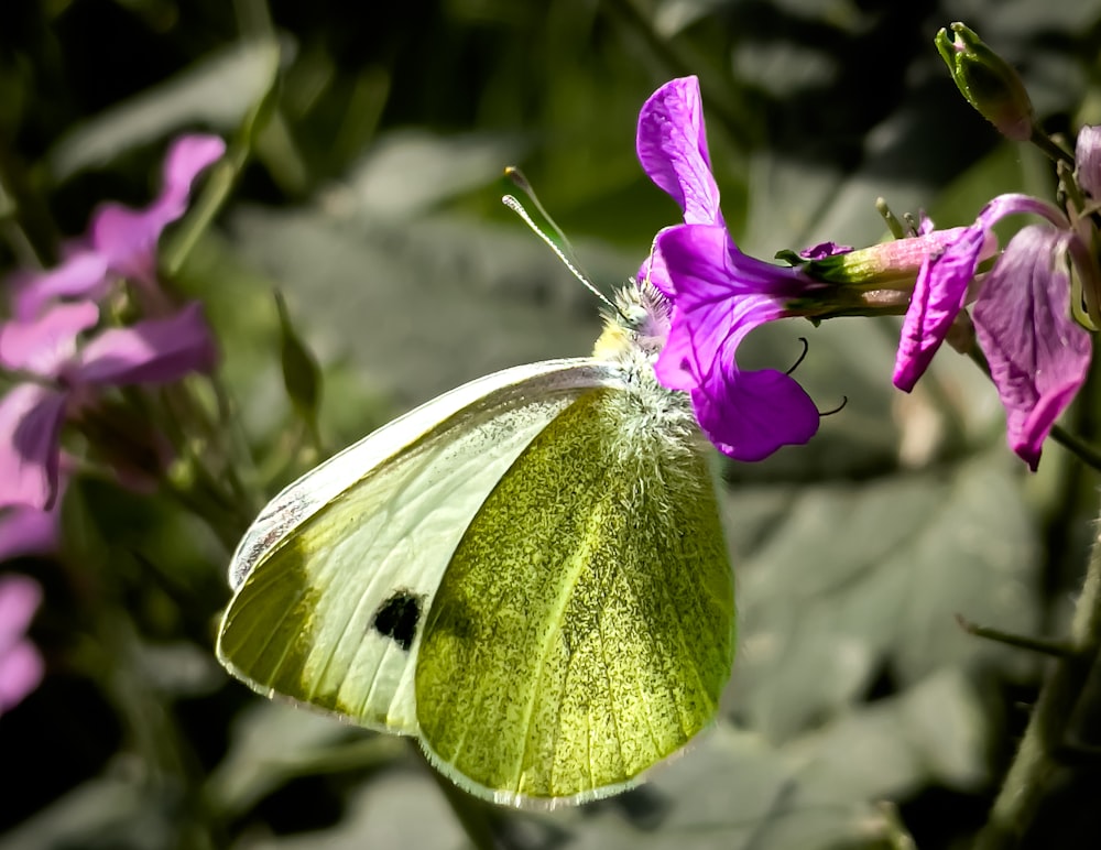 a green and white butterfly sitting on a purple flower