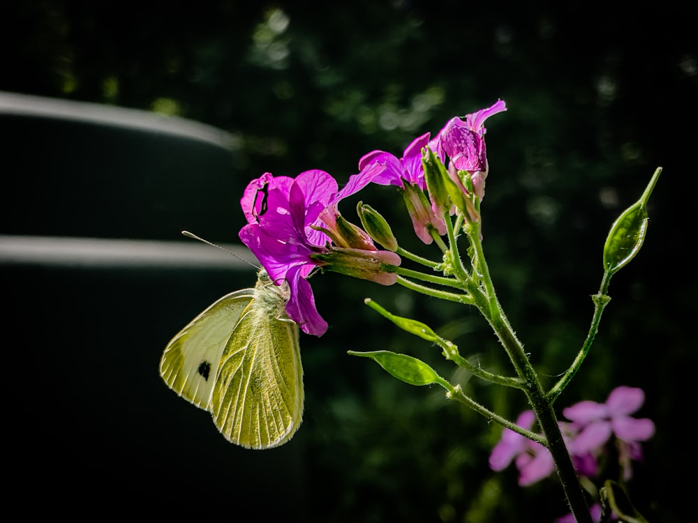 a yellow butterfly sitting on top of a purple flower