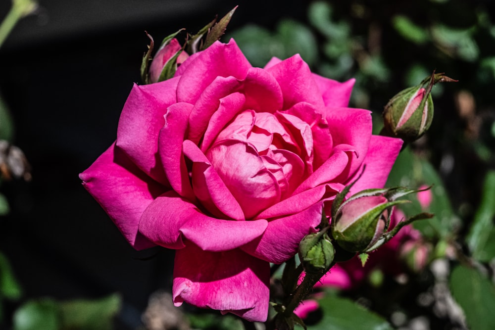 uma rosa rosa está florescendo em um jardim