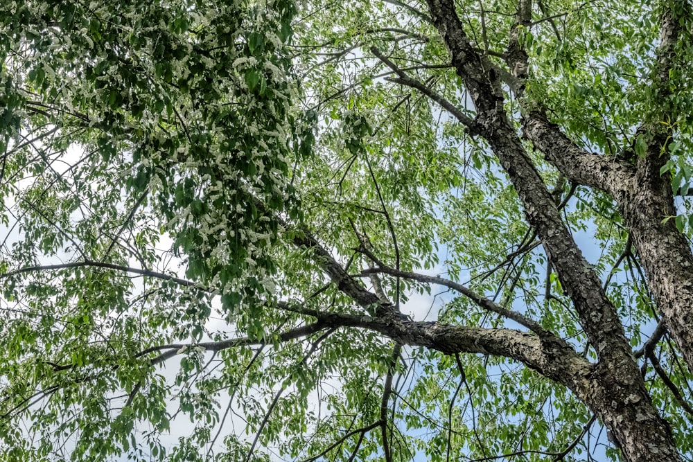 a bird is perched on a tree branch