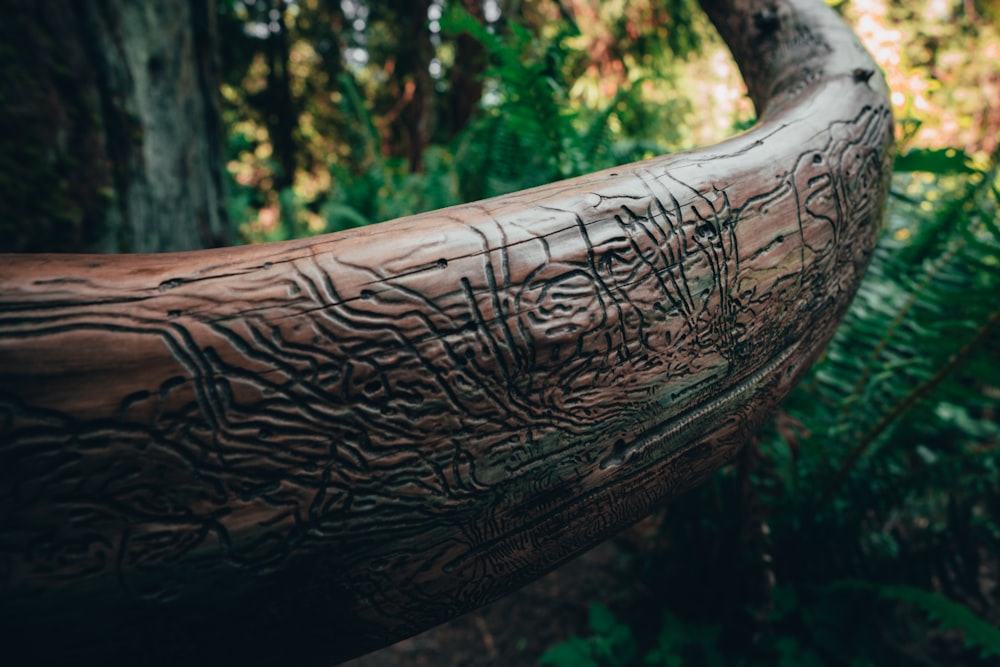 a close up of a tree trunk in a forest