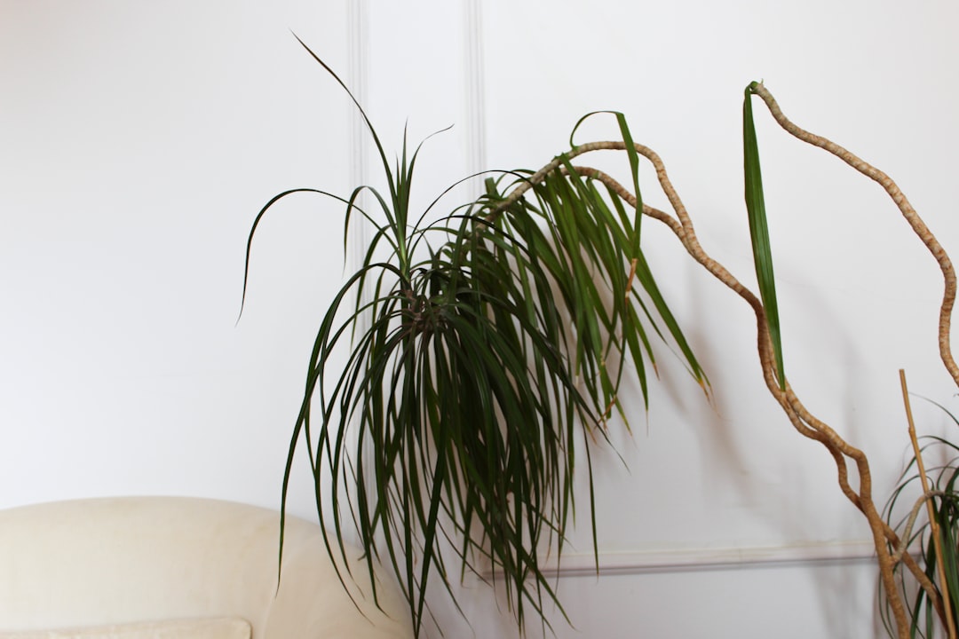 House plant against a wall