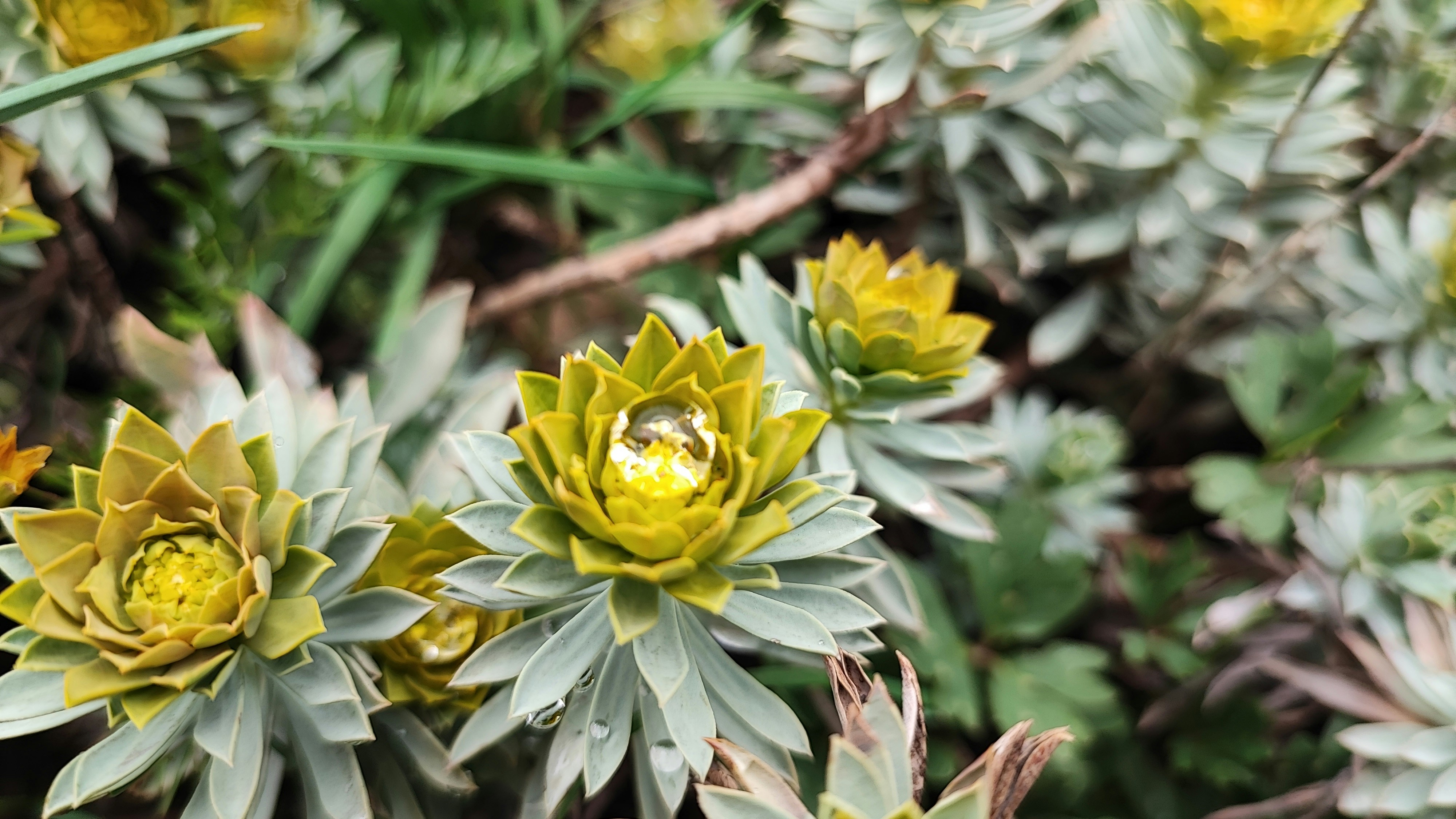 Un primer plano de un ramo de flores en un campo