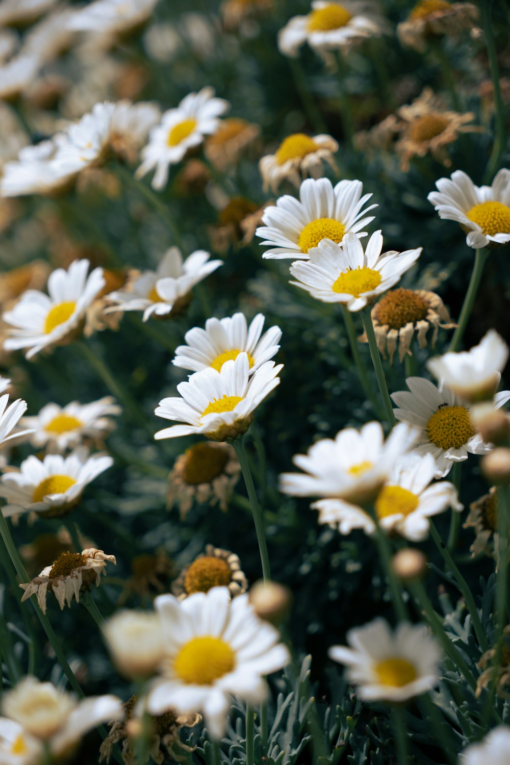 a bunch of white and yellow flowers in a field