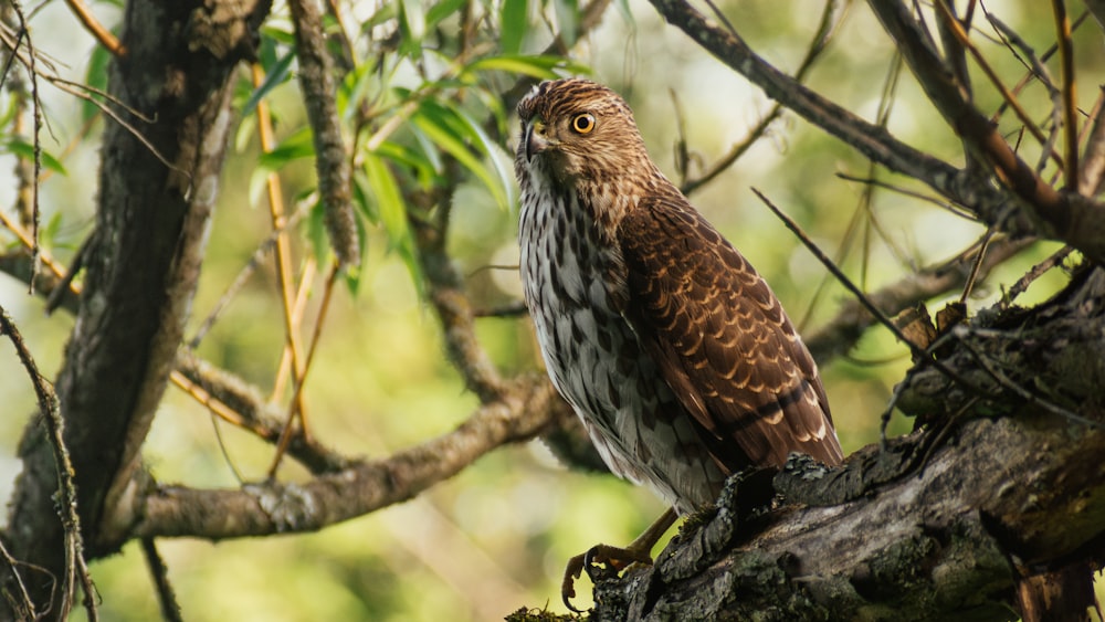 a brown and white bird sitting on top of a tree branch