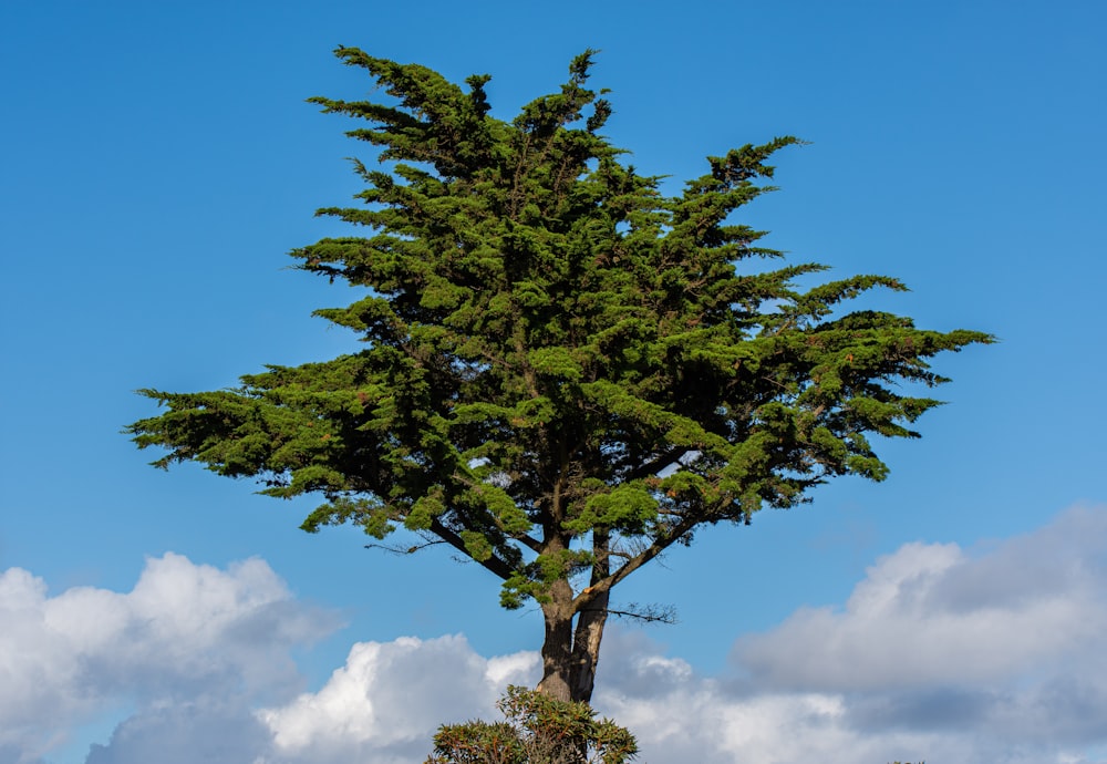 a large tree in a field with a blue sky in the background