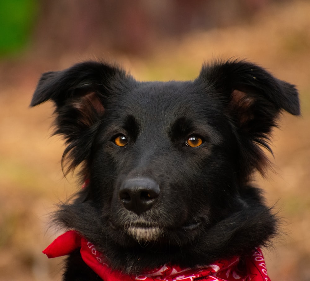 a black dog with a red bandanna around its neck