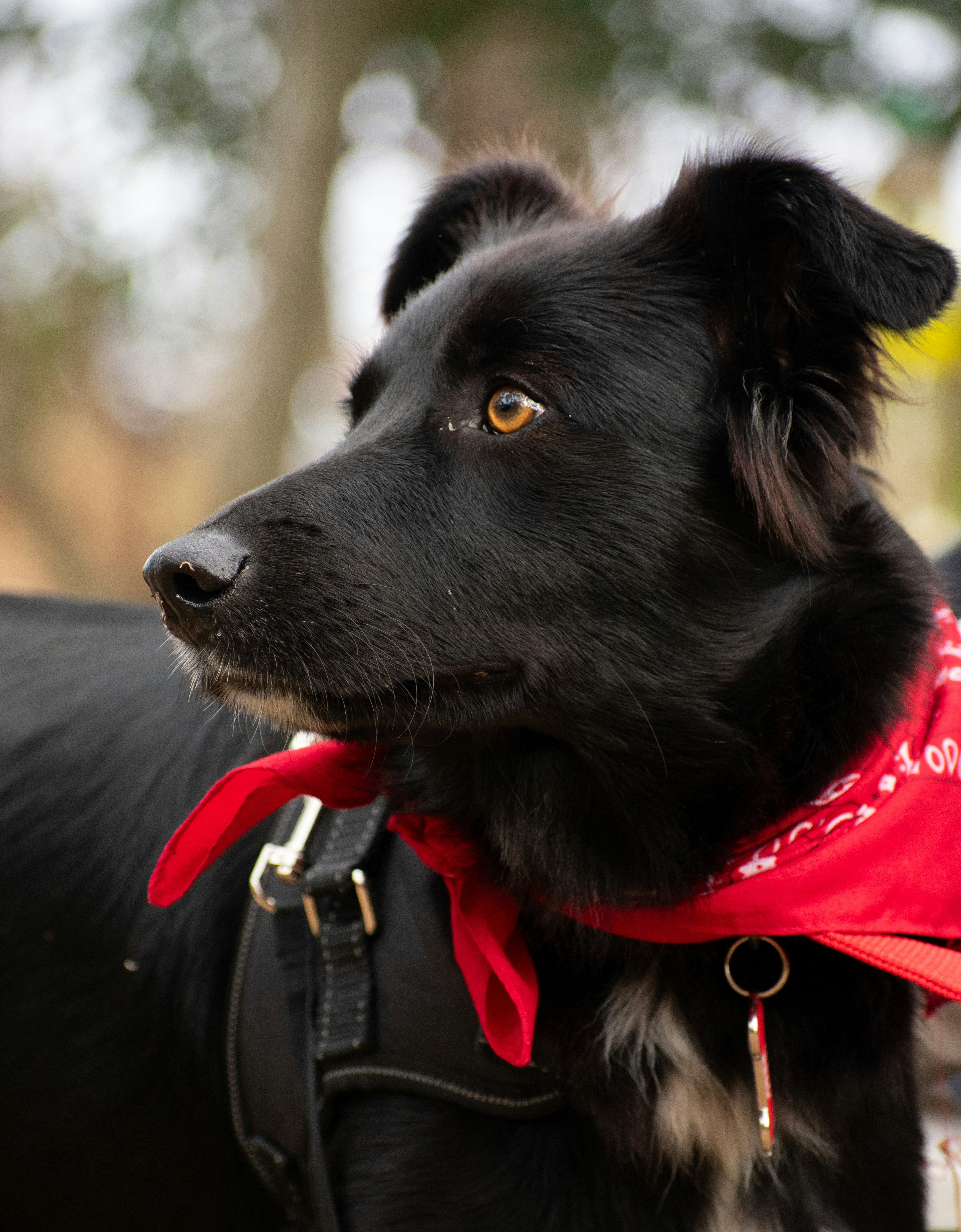 赤いバンダナを巻いた黒い犬