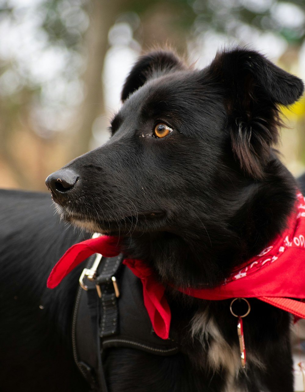 a black dog wearing a red bandana