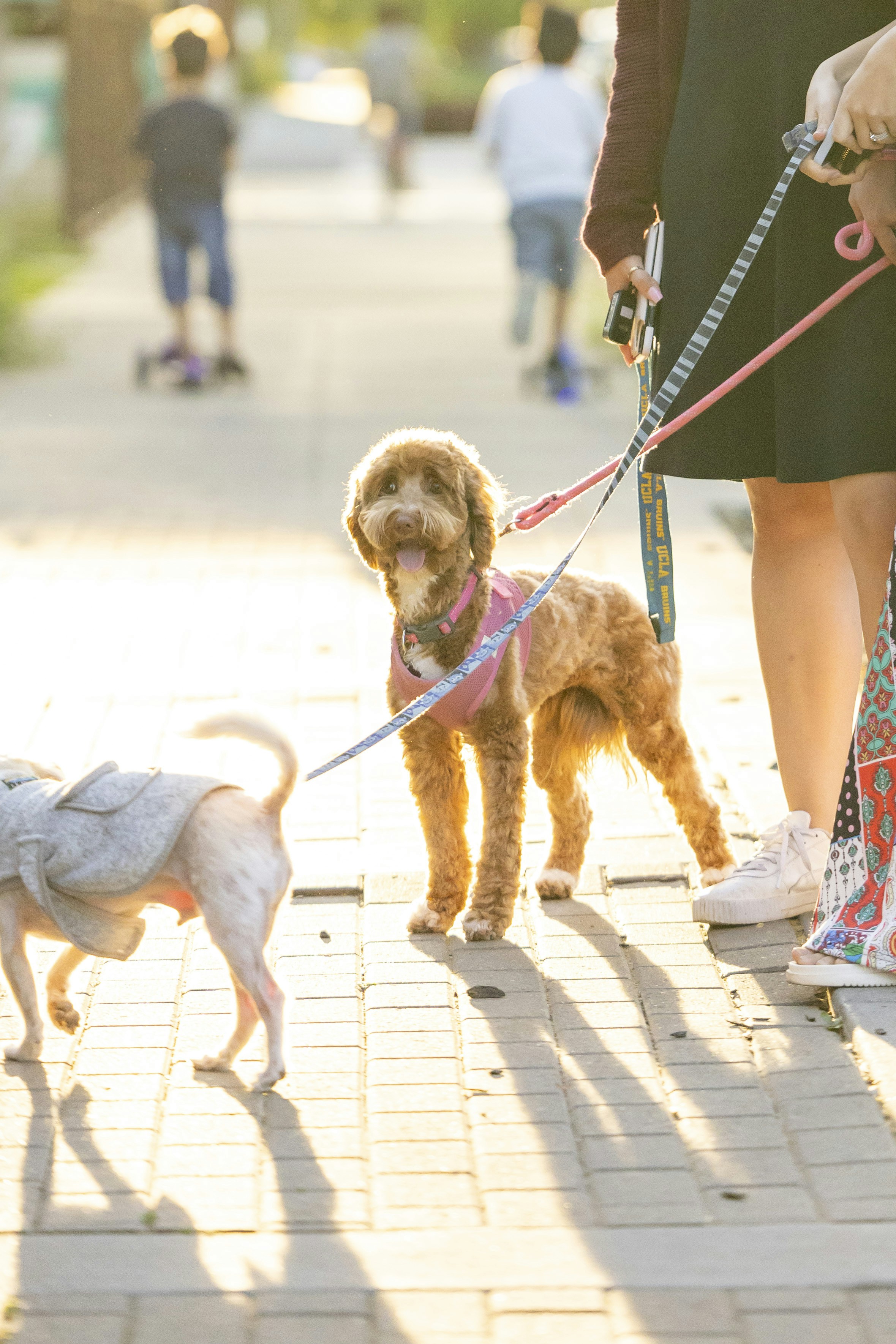 Personne promenant deux chiens en laisse sur un chemin tranquille