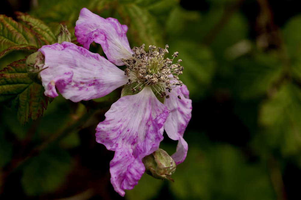 a close up of a purple flower with green leaves