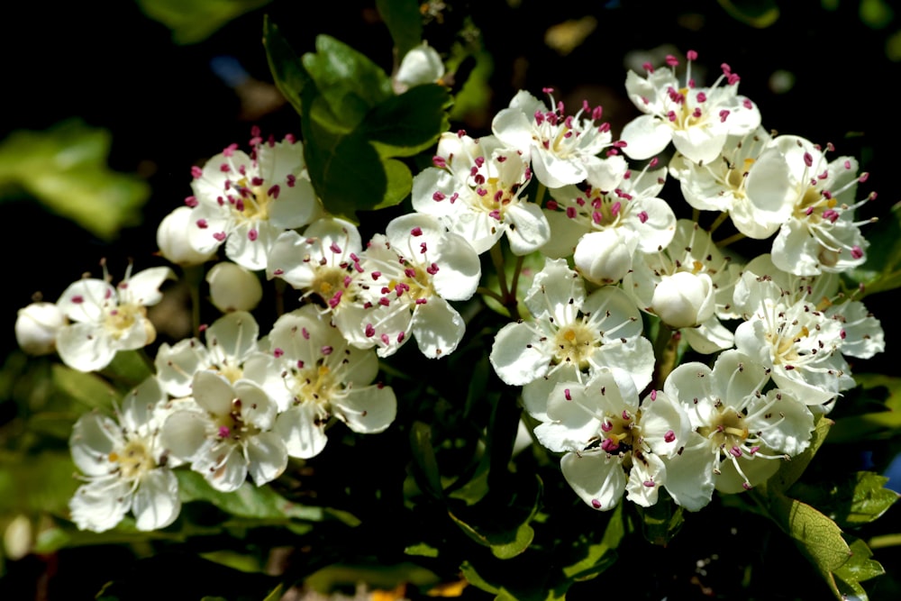 a bunch of white flowers that are blooming