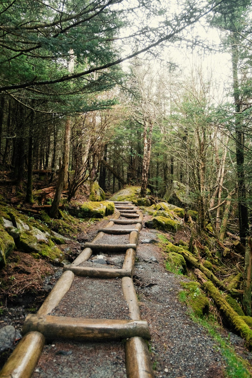 a wooden path in the middle of a forest