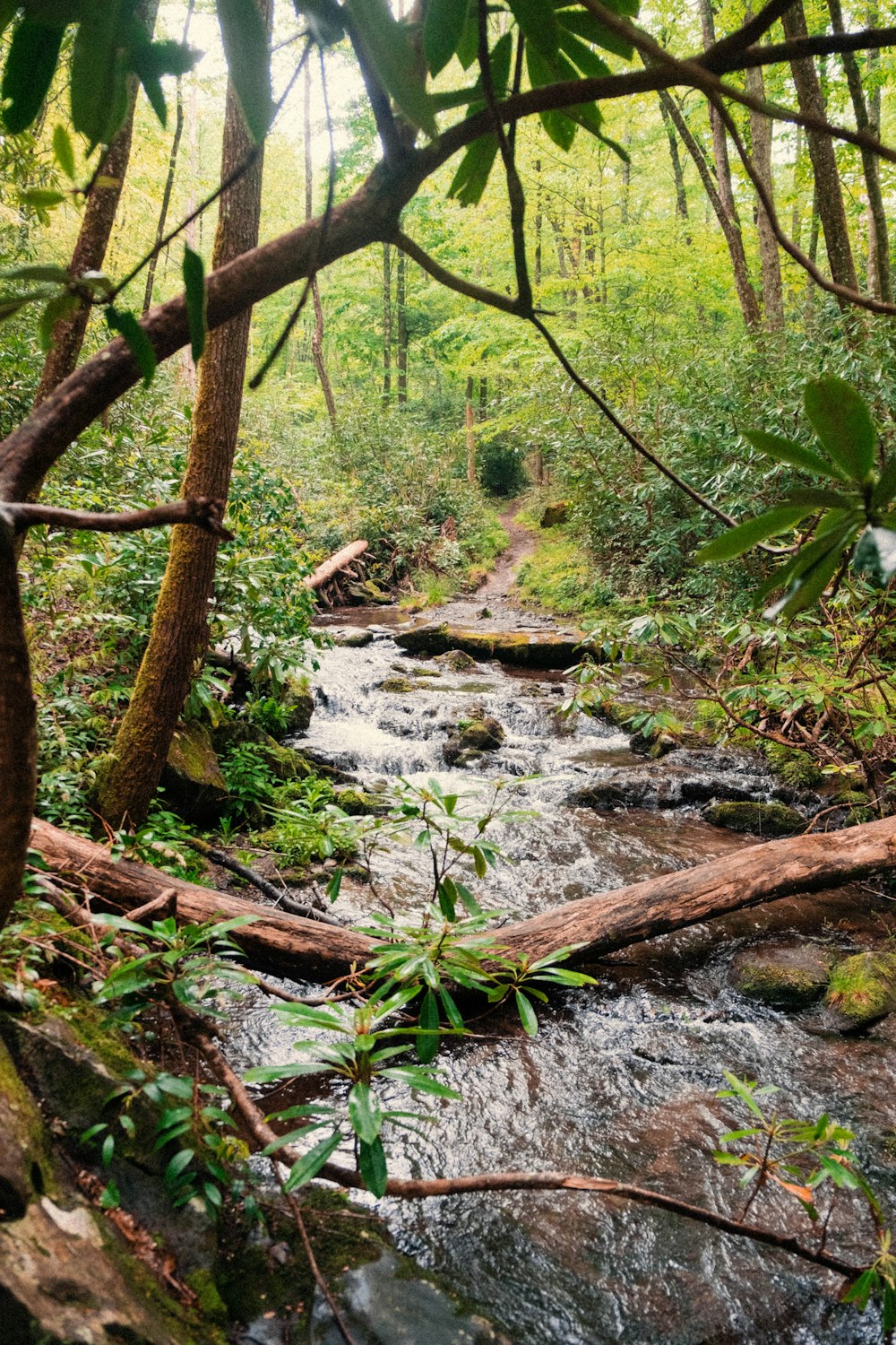 un arroyo que corre a través de un frondoso bosque verde