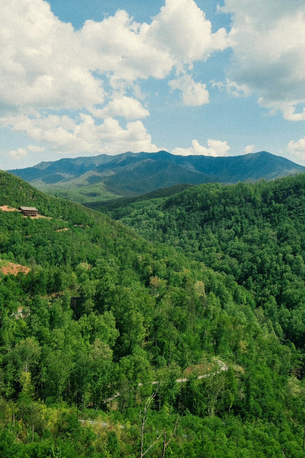 a view of a lush green forest with mountains in the background