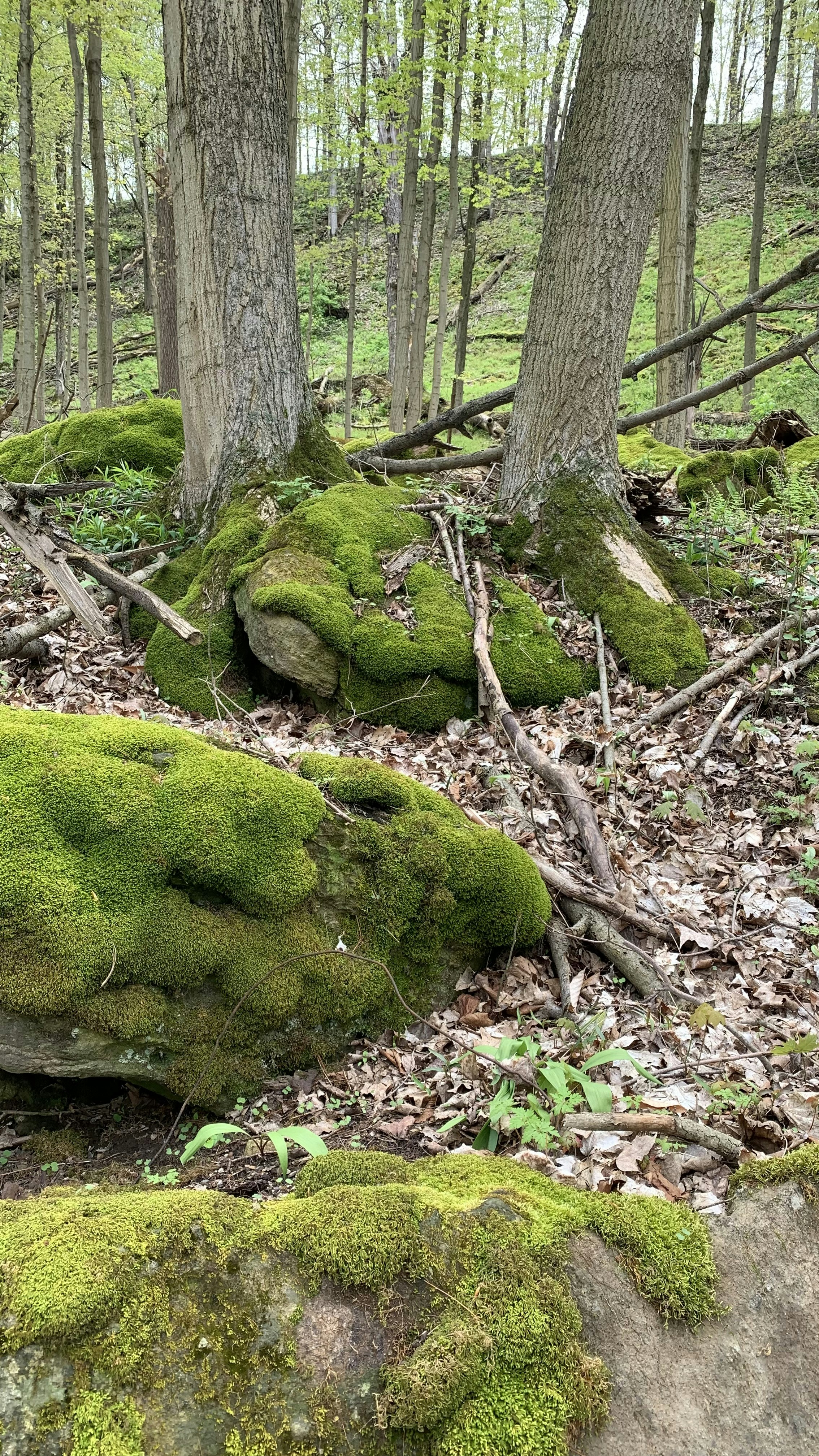 a moss covered rock in the middle of a forest