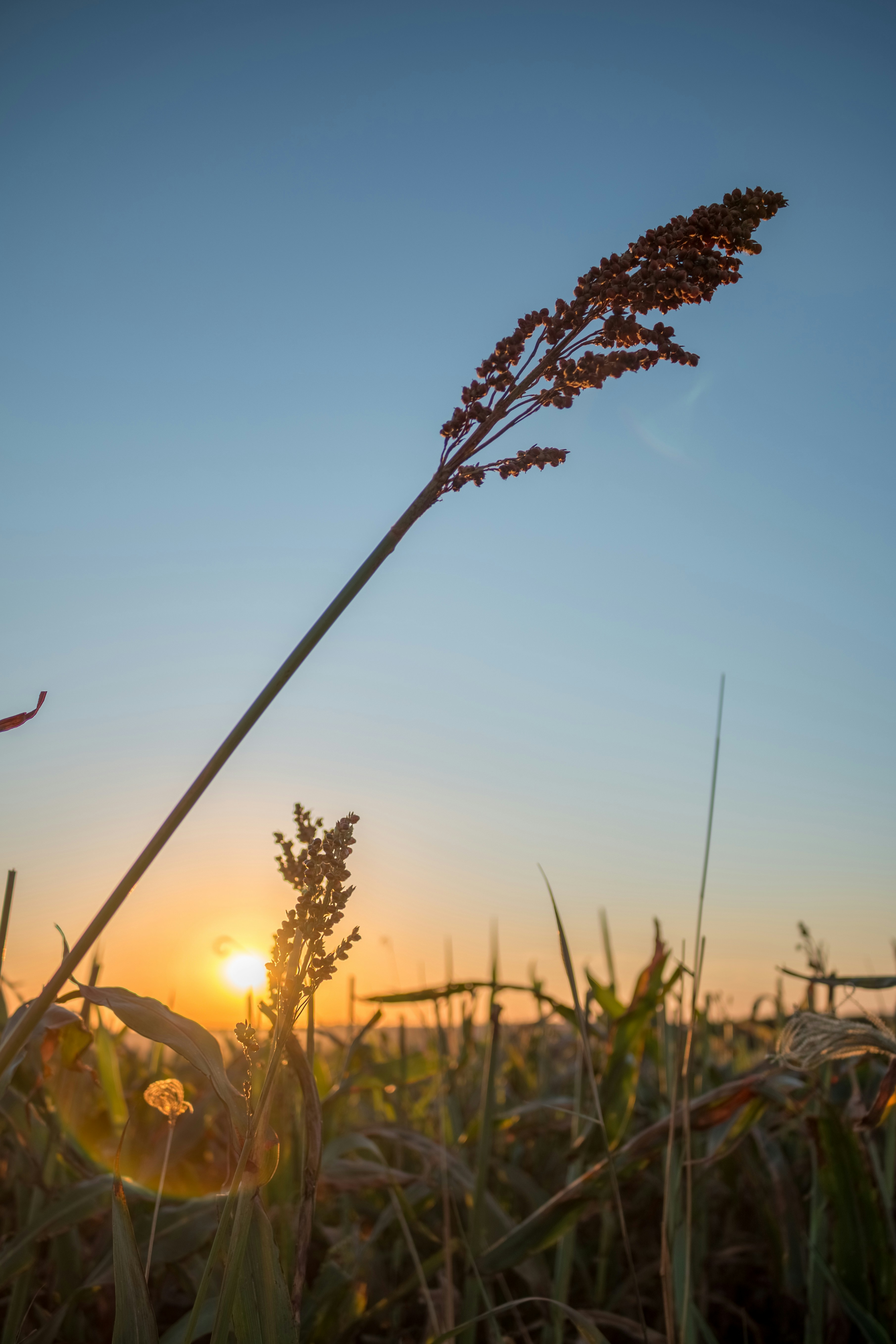 Photo by luoldrigues