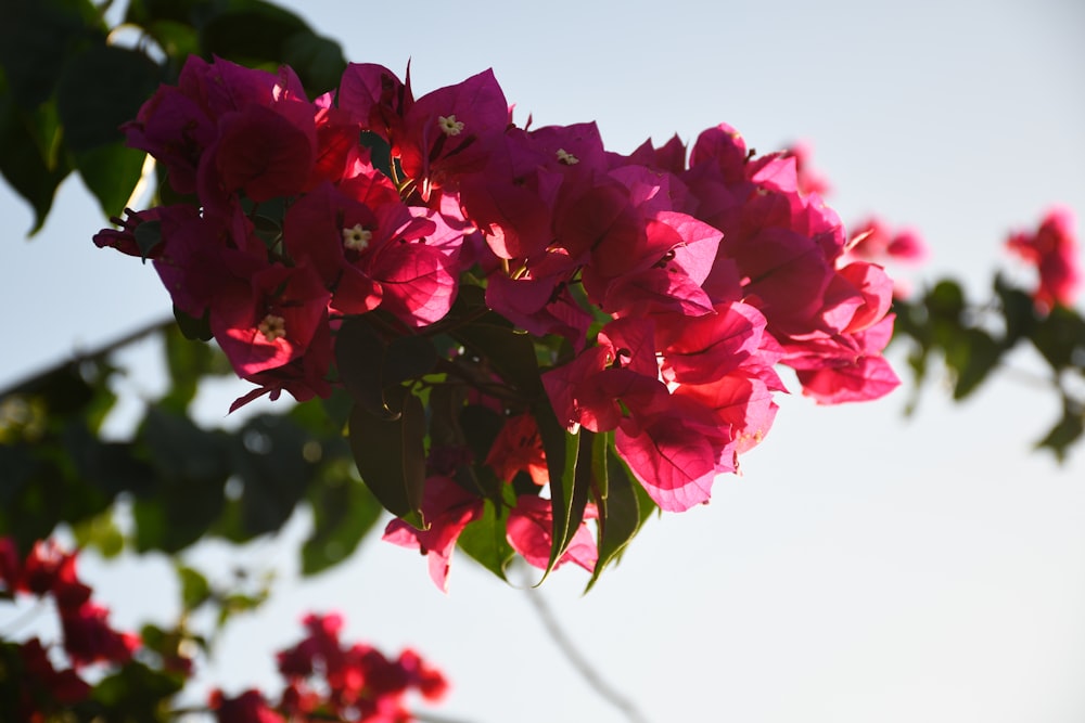 木に咲くピンクの花の束