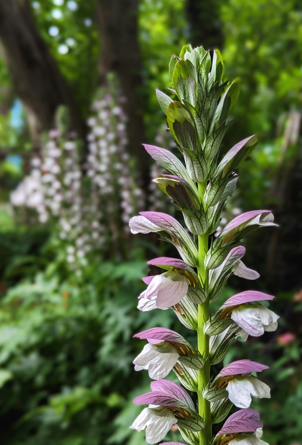 a close up of a flower near a tree