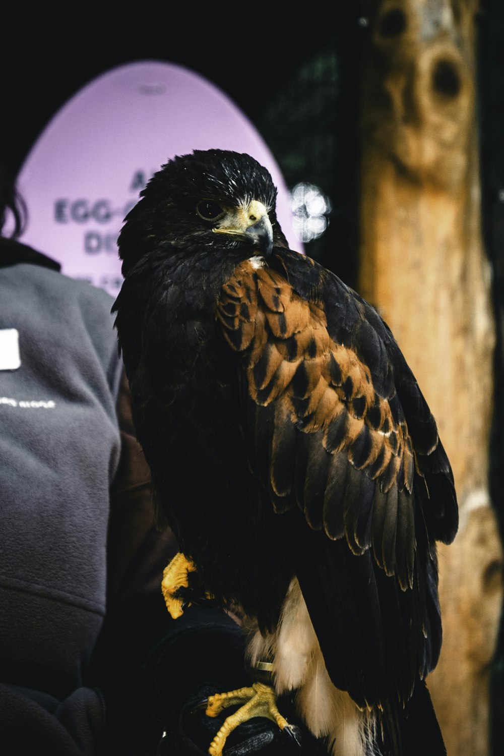 a bird of prey sitting on someone's arm