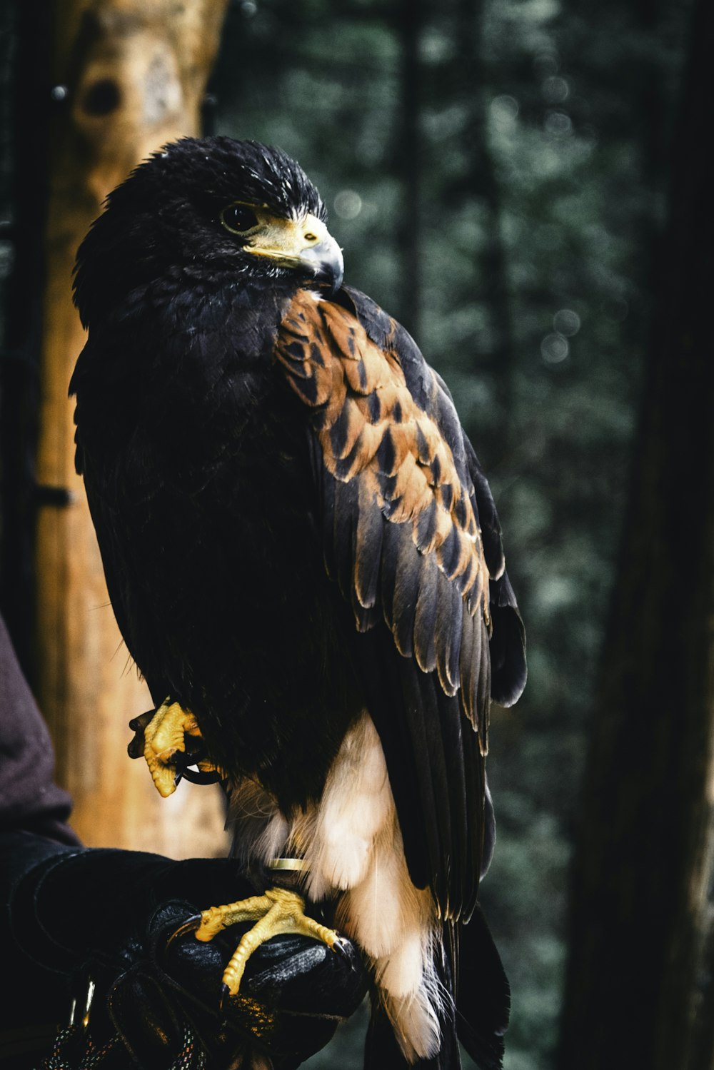 a person holding a bird of prey in their hand