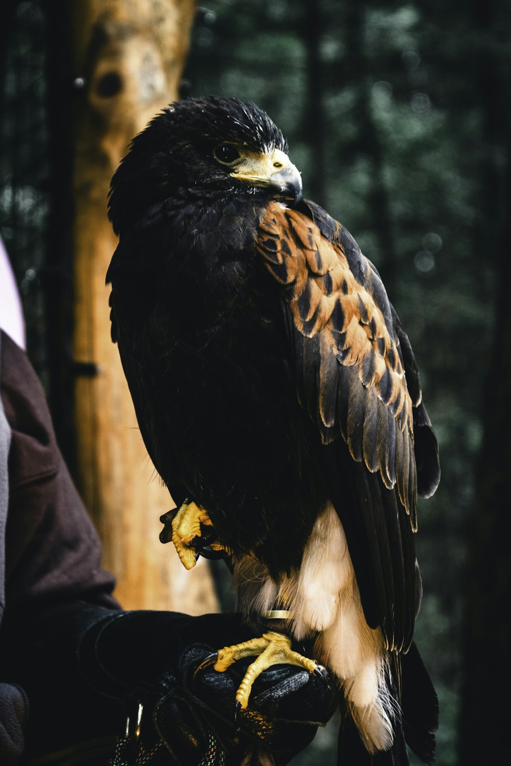 ein großer Raubvogel, der auf einem Handschuh sitzt