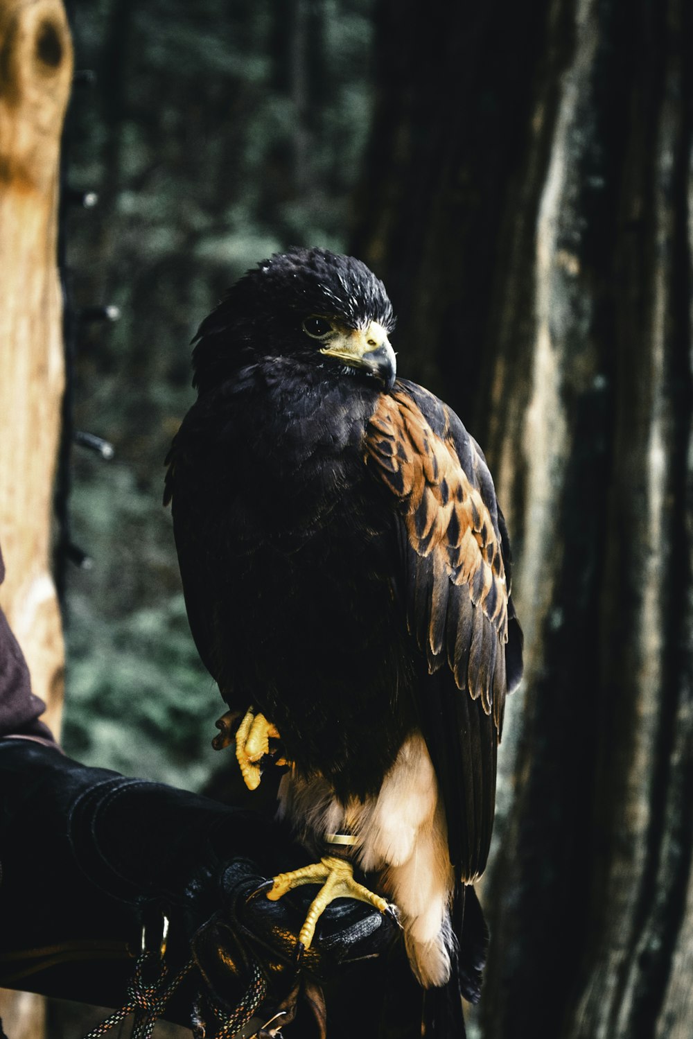 a person holding a bird of prey in their hand