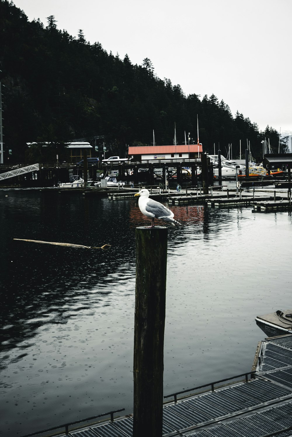 a seagull sitting on a wooden post at a dock