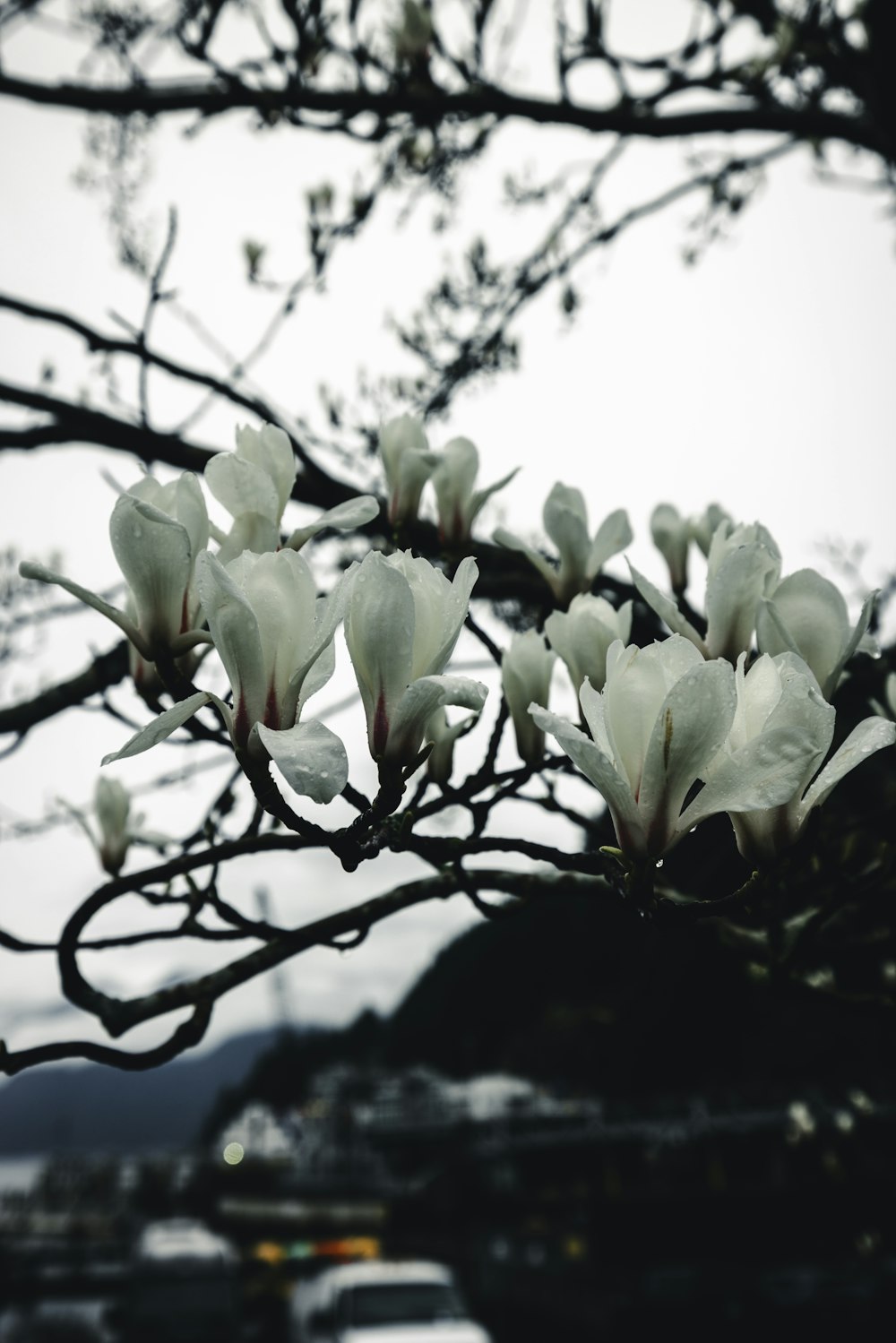 a tree with white flowers in front of a parking lot