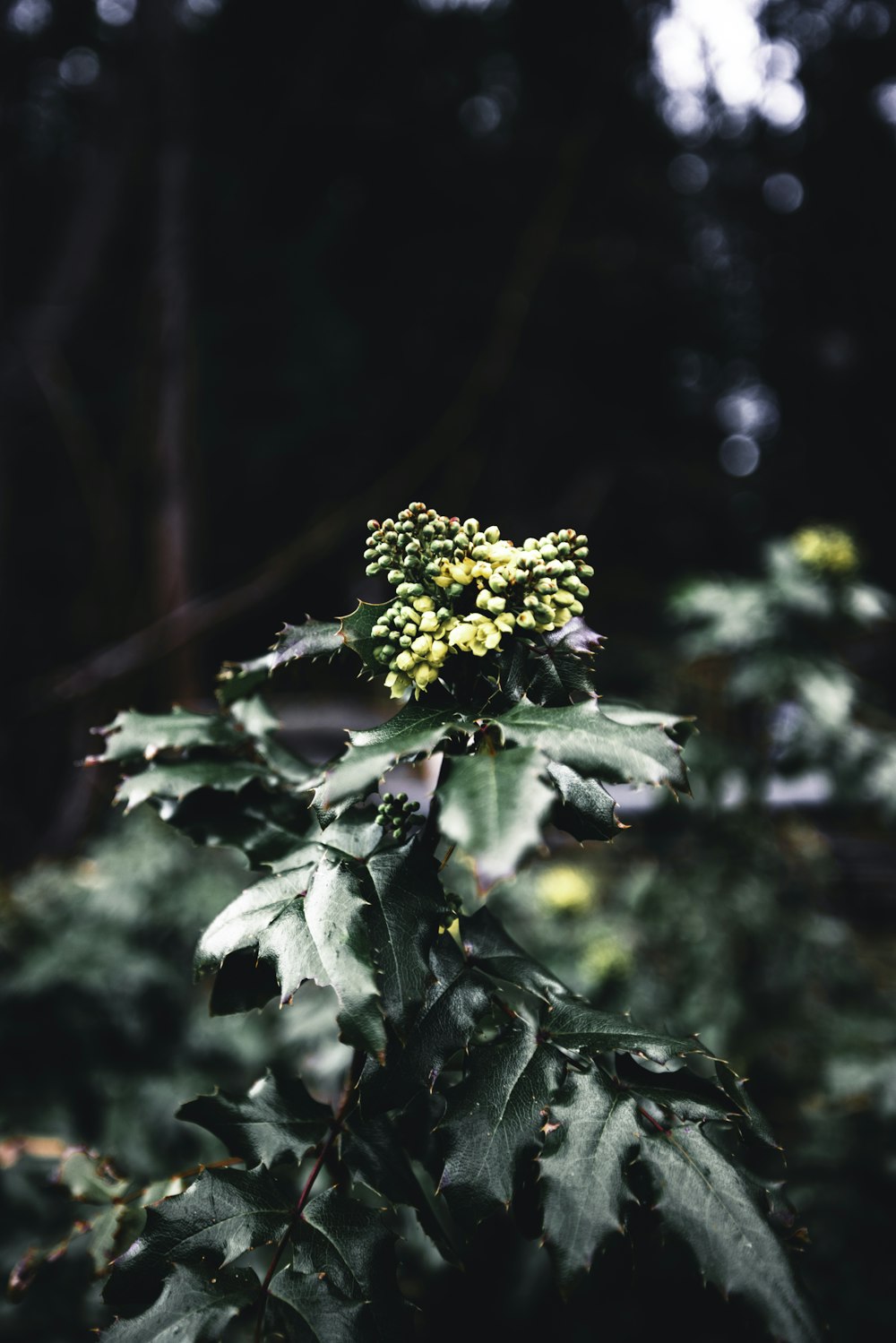 a close up of a plant with leaves