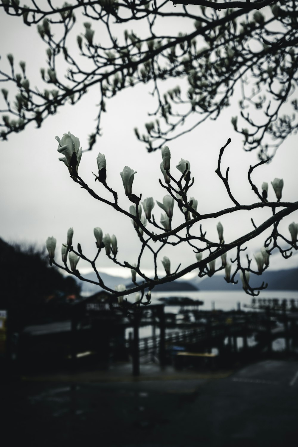 un árbol con flores blancas frente a un cuerpo de agua