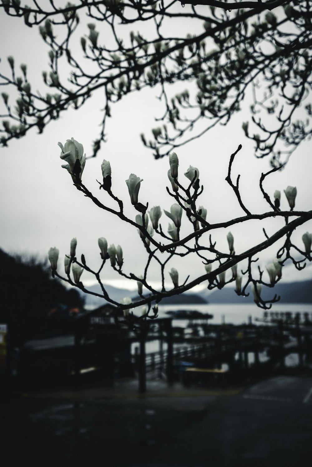 a tree with white flowers in front of a body of water