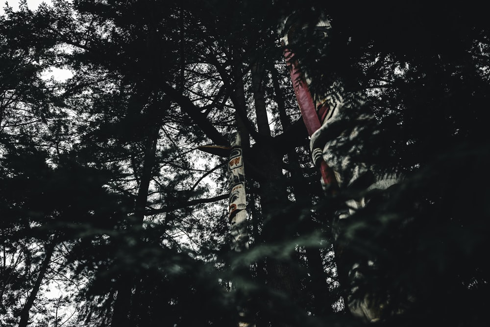 un árbol alto con muchos árboles en el fondo