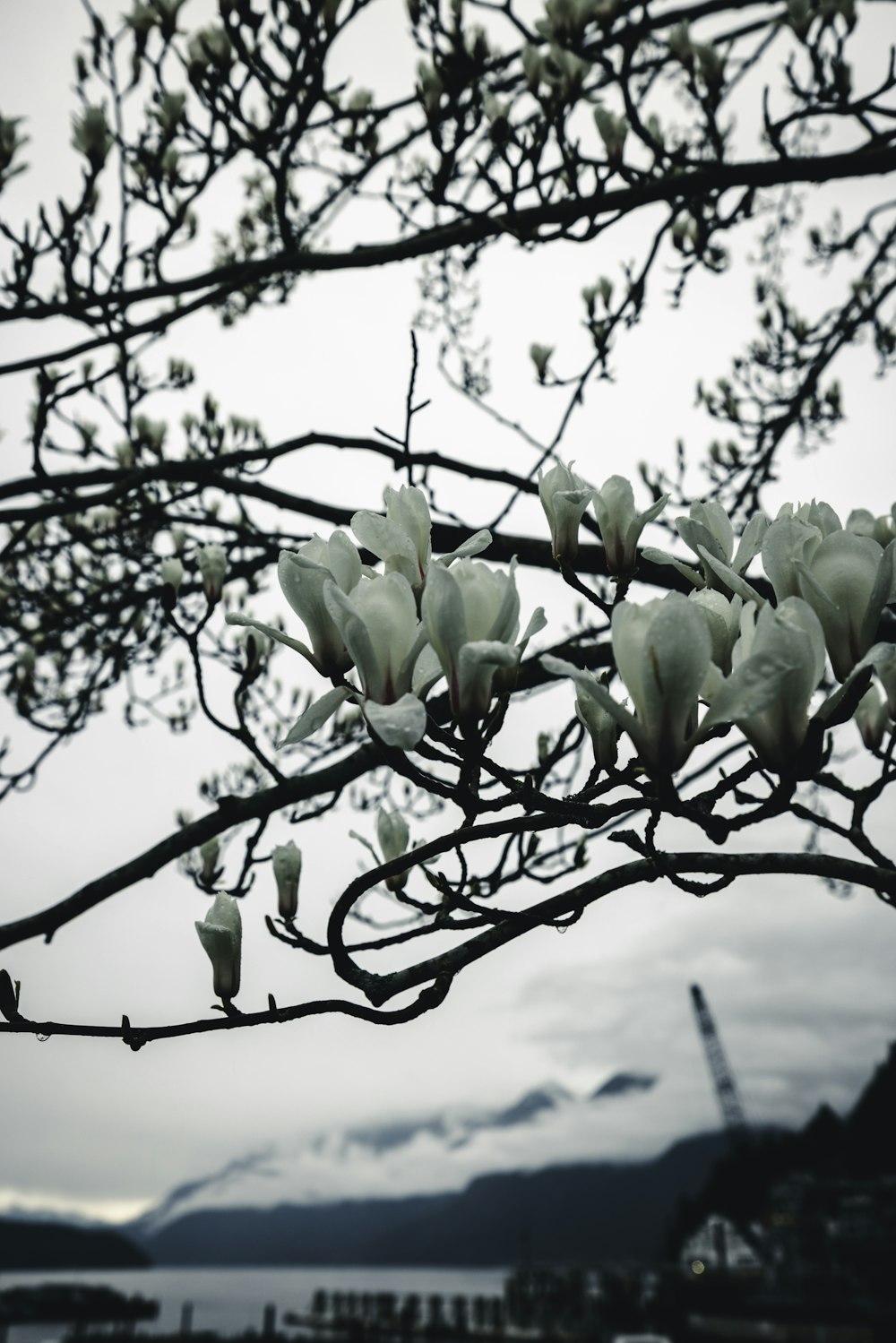 un árbol con flores blancas frente a un cuerpo de agua