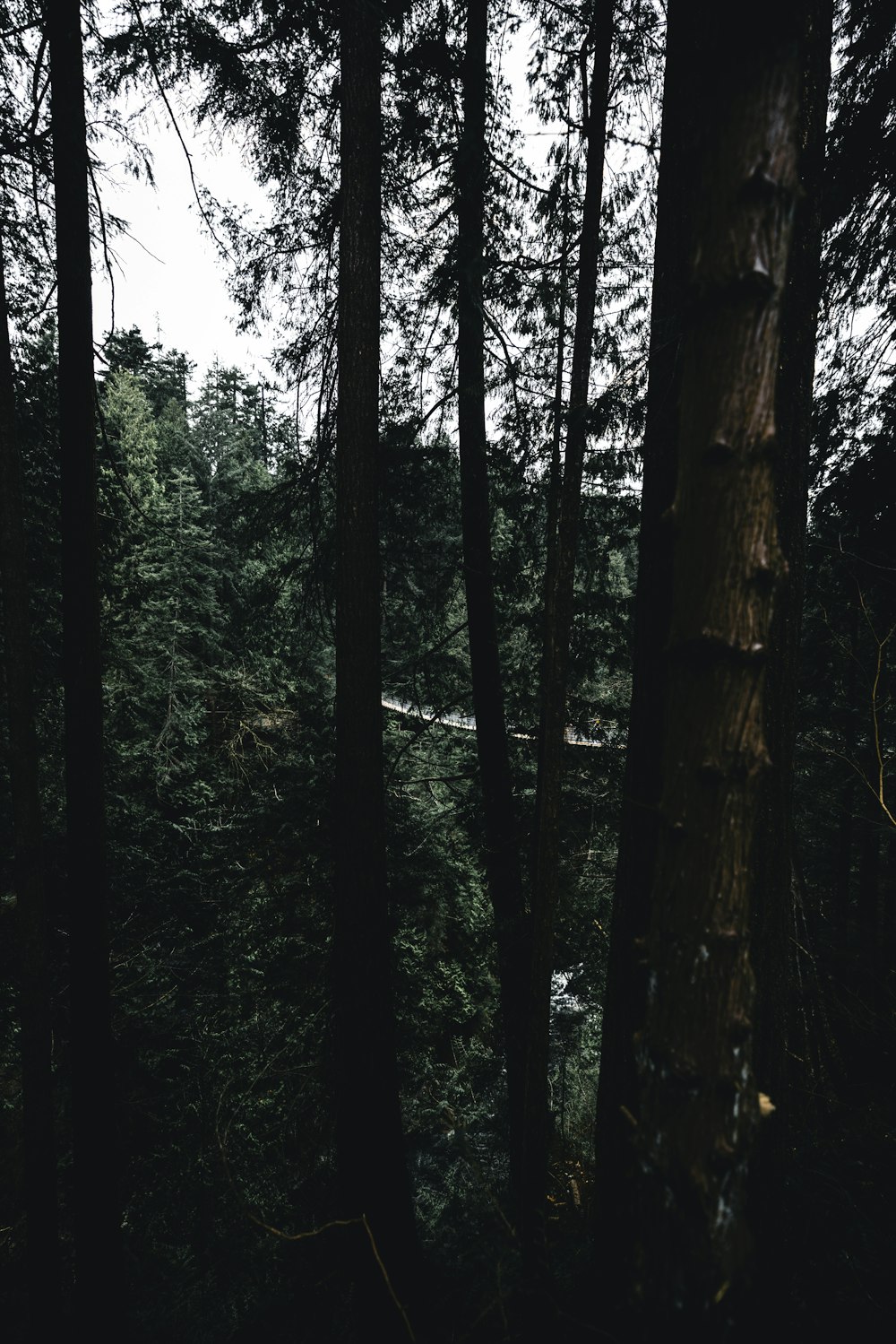 a forest filled with lots of tall trees