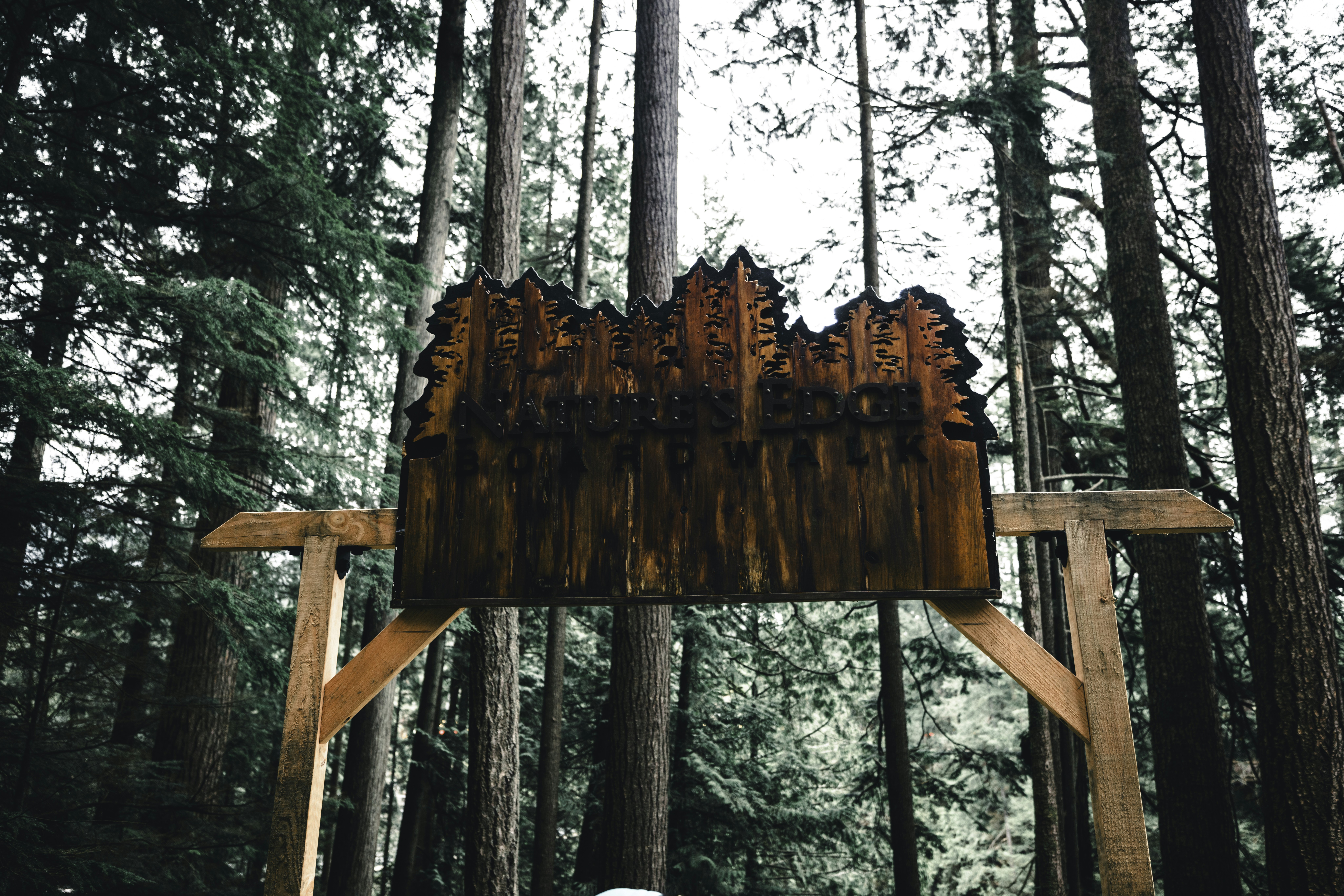 Adventures at Capilano Suspension Bridge Park