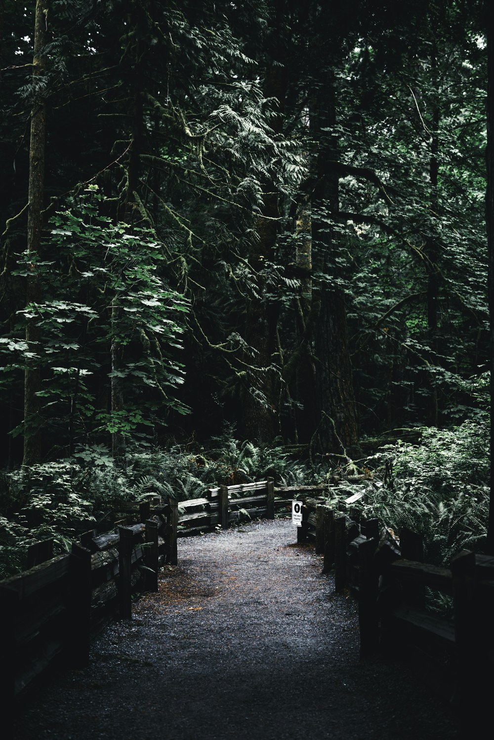 ein Weg mitten in einem Wald mit vielen Bäumen