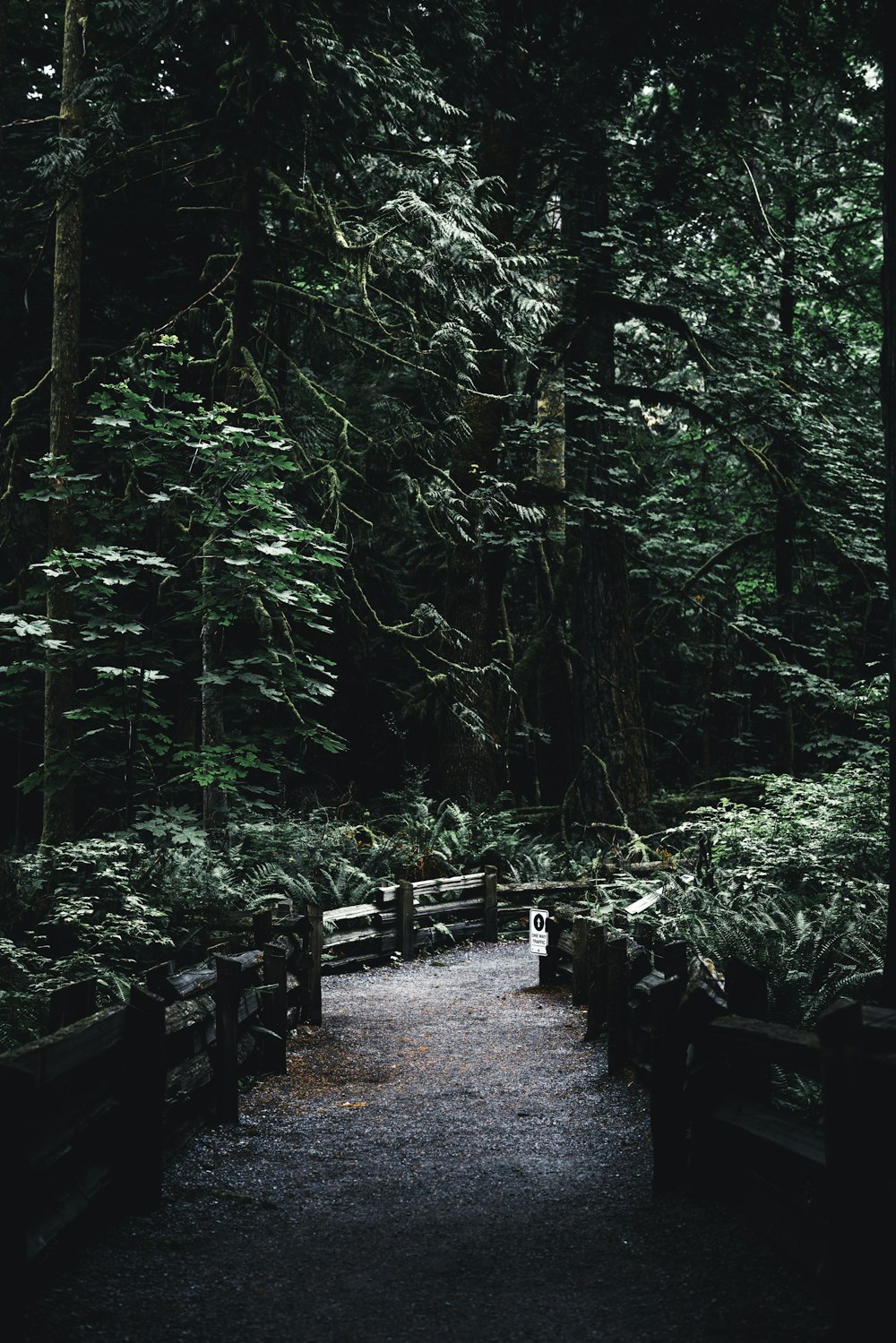 um caminho no meio de uma floresta com muitas árvores