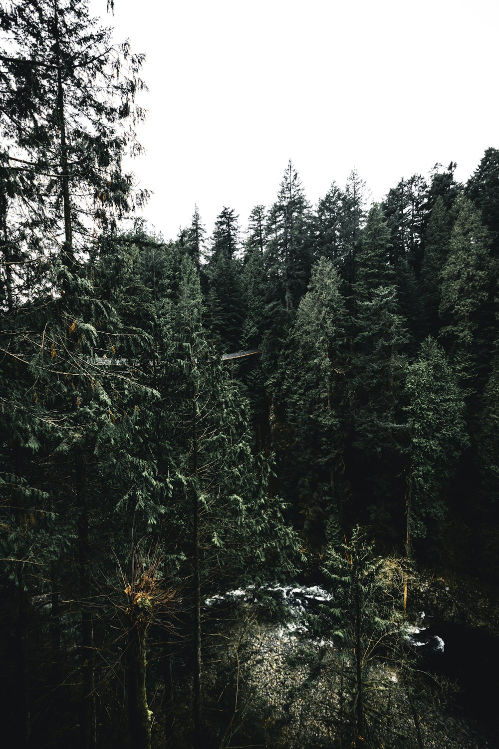 Ein Wald mit vielen hohen Bäumen