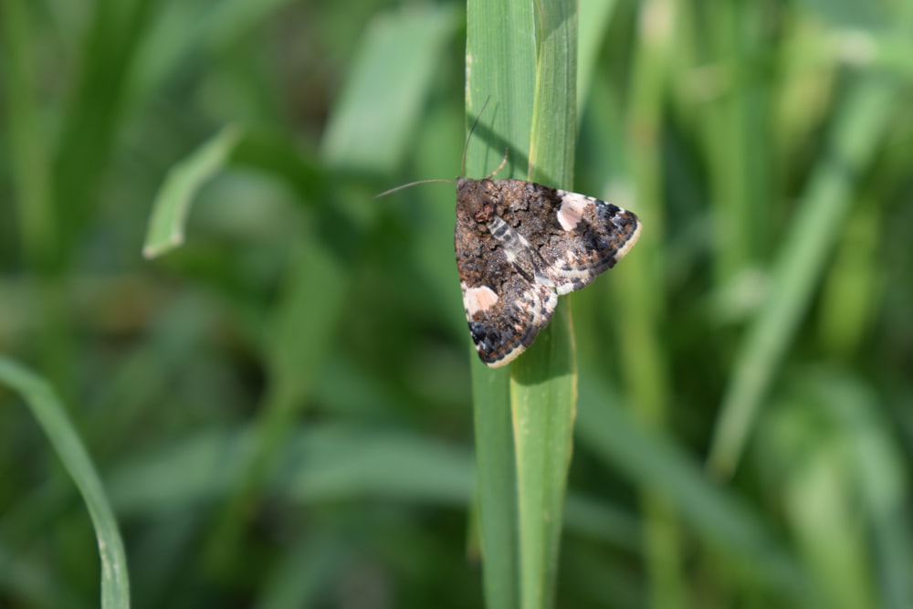 a small brown and white butterfly sitting on a blade of grass