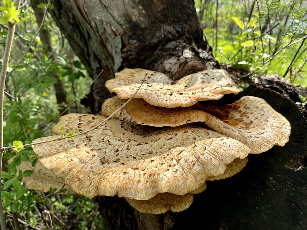 a group of mushrooms growing on a tree stump