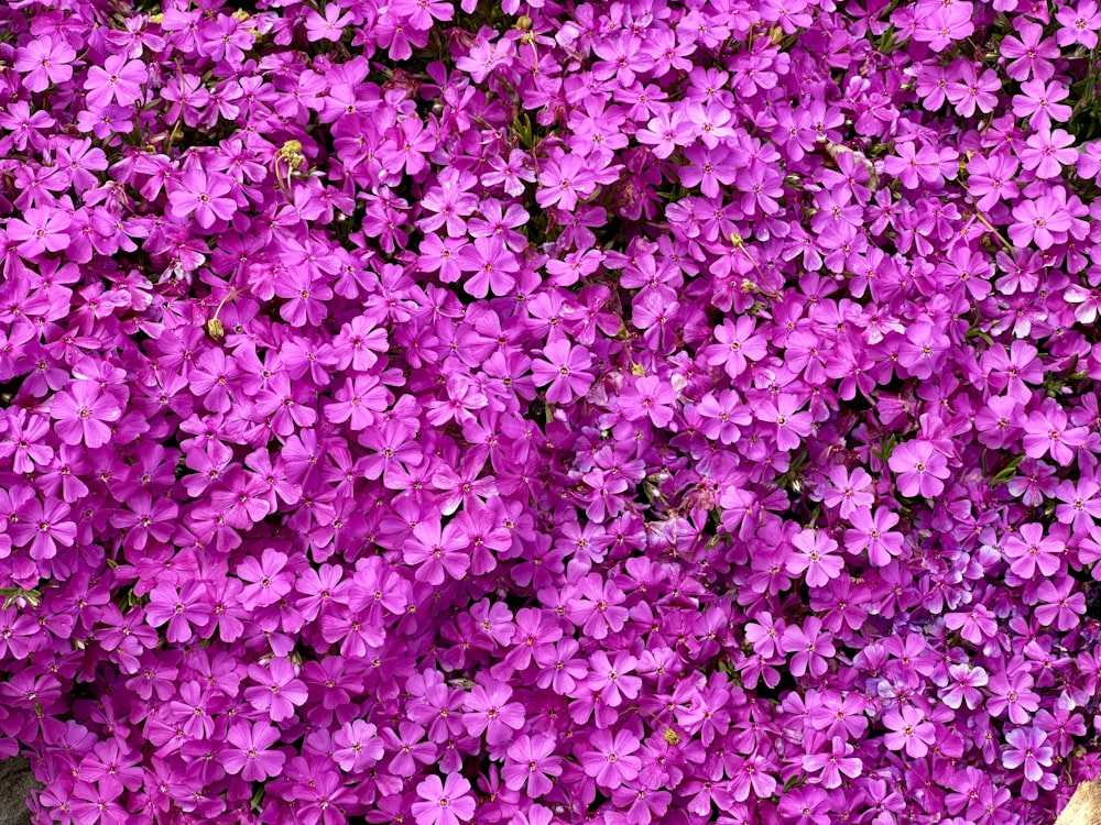 a bunch of purple flowers that are next to each other