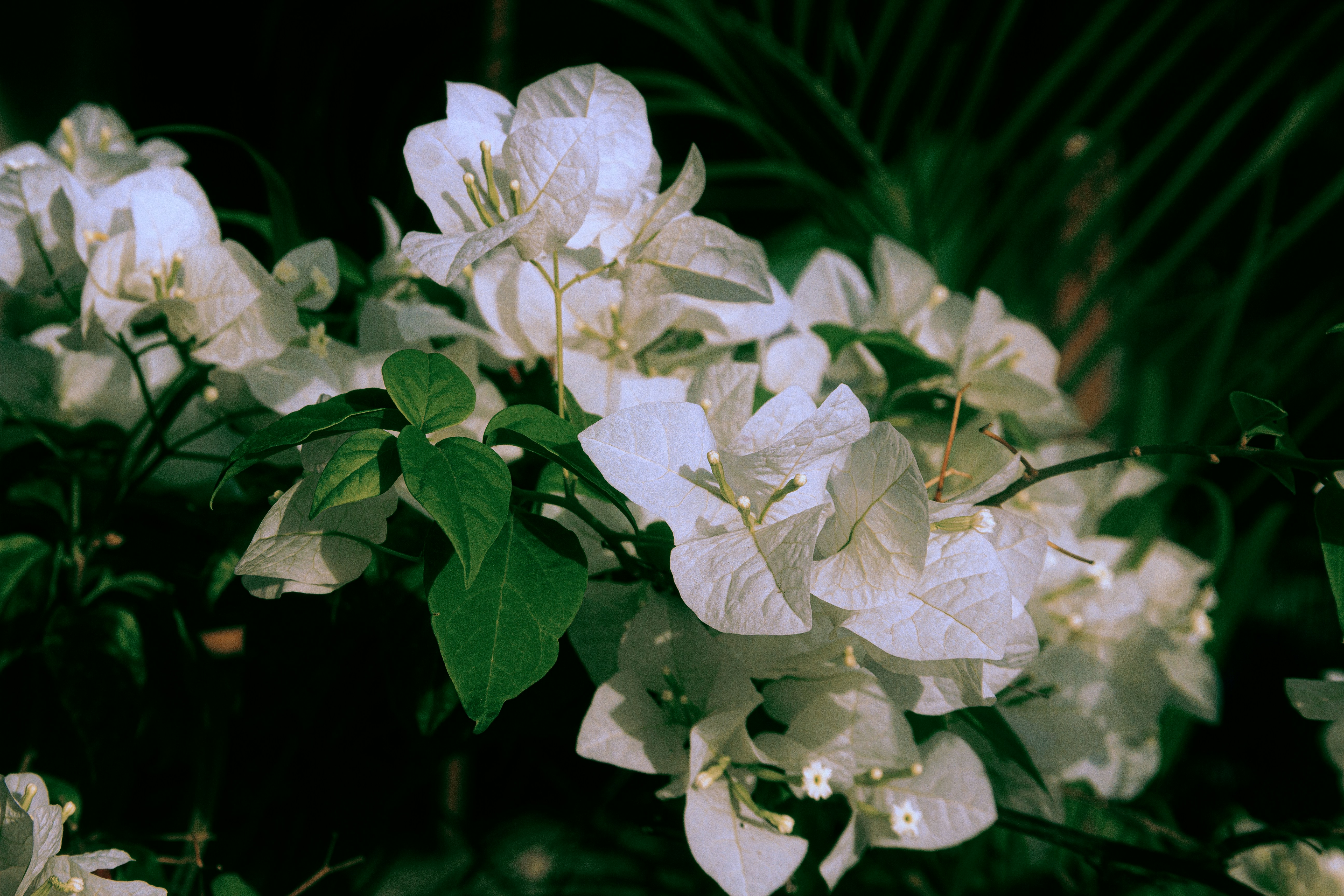 Photo by ritchimondo_faharudo777