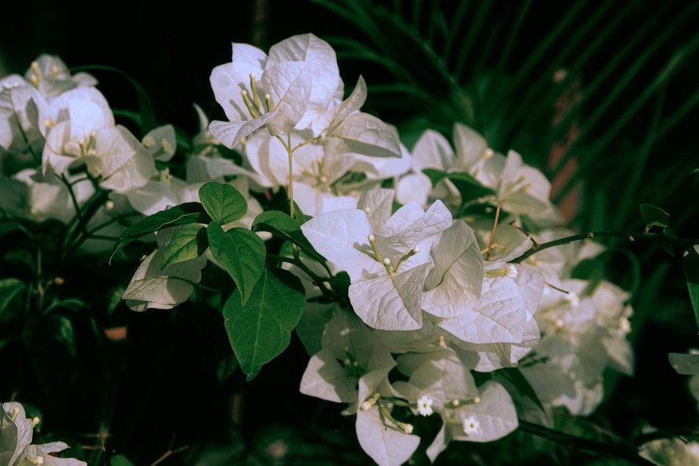 a bunch of white flowers with green leaves