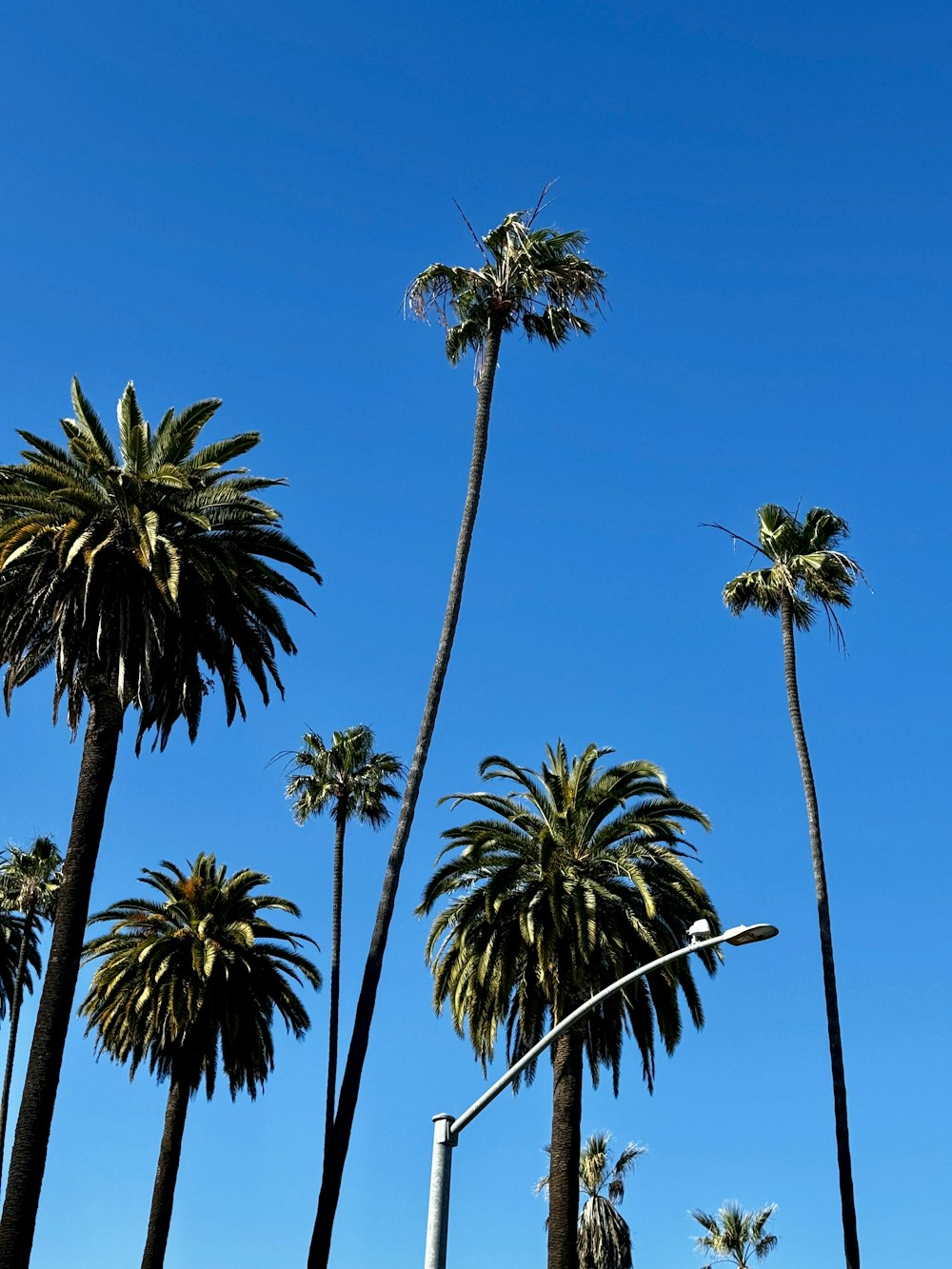 a group of palm trees with a blue sky in the background