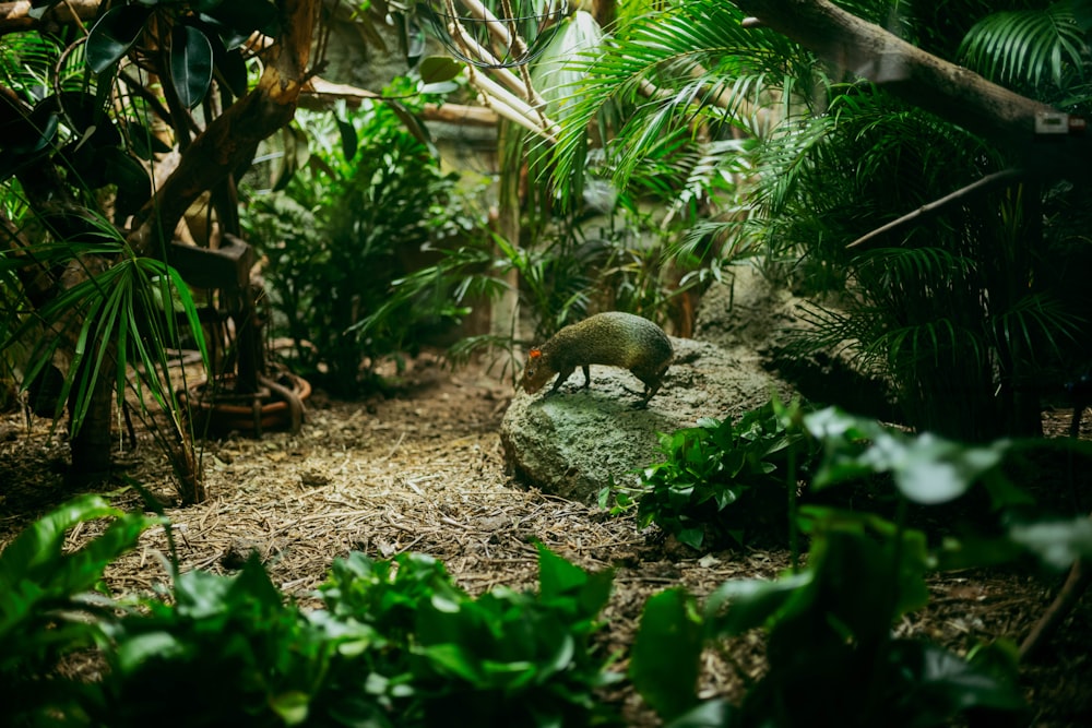 a small animal standing on top of a rock in a forest